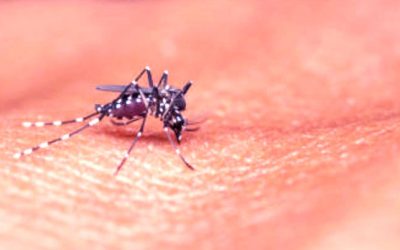 রাজধানীতে ম্যালেরিয়া বিস্তারের শঙ্কা,আগাম সতর্ক করলেন বিশেষজ্ঞরা