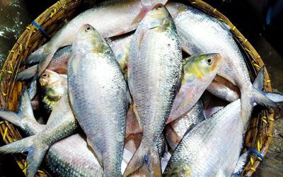 পহেলা বৈশাখ এলেই ইলিশের চাহিদা,কদর ও দাম বেড়ে যায় বহুগুণ