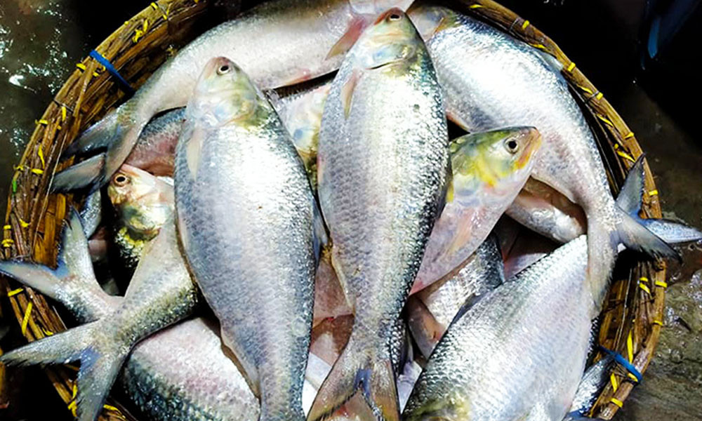 পহেলা বৈশাখ এলেই ইলিশের চাহিদা,কদর ও দাম বেড়ে যায় বহুগুণ
