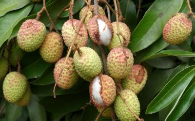 তীব্র গরমে ফেটে যাচ্ছে লিচু