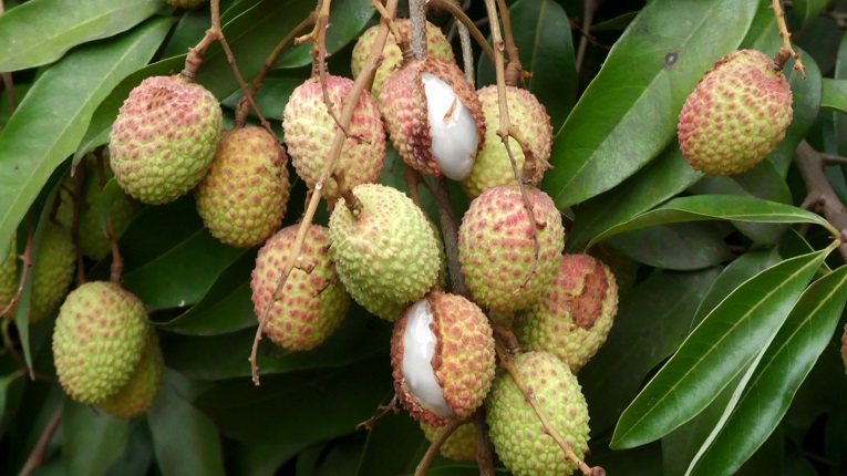 তীব্র গরমে ফেটে যাচ্ছে লিচু