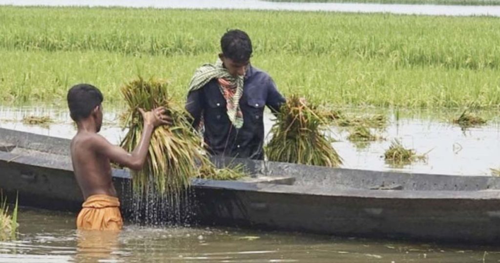 হাওরাঞ্চলের ক্ষতিগ্রস্ত কৃষকদের তিন মাস সহায়তা দেবে সরকার
