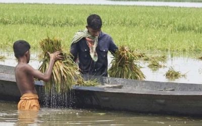 হাওরাঞ্চলের ক্ষতিগ্রস্ত কৃষকদের তিন মাস সহায়তা দেবে সরকার