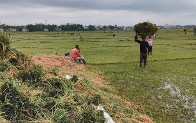 চার দিন পর রোদে স্বস্তি,হাওরের কৃষকদের ধান কাটা–শুকানোর ধুম
