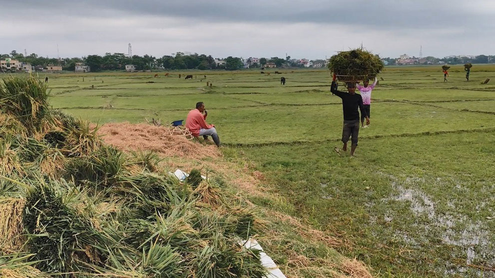 চার দিন পর রোদে স্বস্তি,হাওরের কৃষকদের ধান কাটা–শুকানোর ধুম