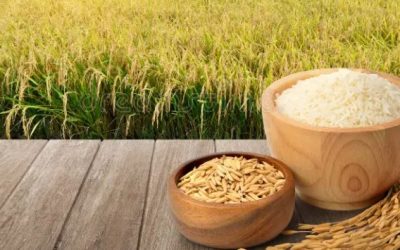 ৩৬ টাকা কেজিতে ধান,৪৯ টাকায় সিদ্ধ চাল কিনবে সরকার