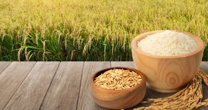 ৩৬ টাকা কেজিতে ধান,৪৯ টাকায় সিদ্ধ চাল কিনবে সরকার