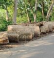 খাল খননের অজুহাতে দুই শতাধিক গাছ কাটার অভিযোগ