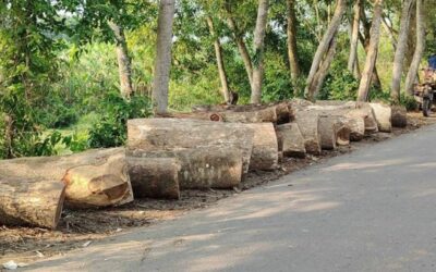 খাল খননের অজুহাতে দুই শতাধিক গাছ কাটার অভিযোগ