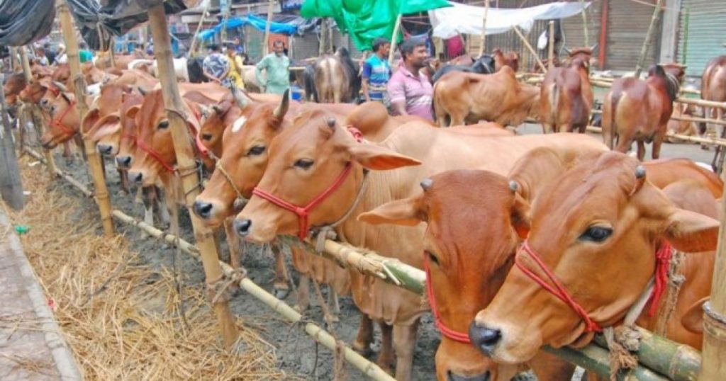 খুলনায় ৪ লাখ কোরবানির পশু উদ্বৃত্ত, এবার দাম কমবে?