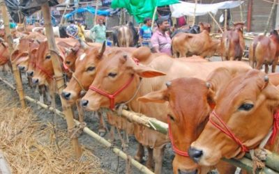 খুলনায় ৪ লাখ কোরবানির পশু উদ্বৃত্ত, এবার দাম কমবে?