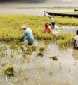 ৫০০ কোটি টাকার ধান পানিতে নষ্ট,পথে বসার শঙ্কায় লাখো কৃষক