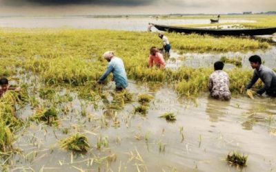 ৫০০ কোটি টাকার ধান পানিতে নষ্ট,পথে বসার শঙ্কায় লাখো কৃষক