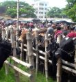 চট্টগ্রাম নগরে ৬ অস্থায়ী পশুর হাটের অনুমতি,চসিকের দরপত্র আহ্বান তিনটির