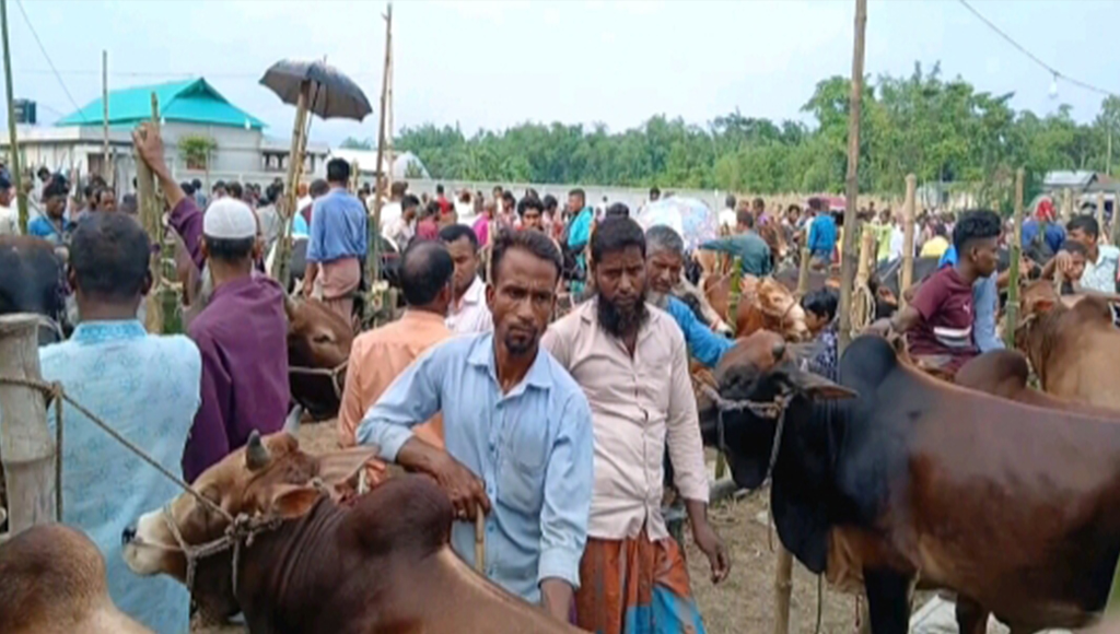 জমে উঠছে কোরবানির পশুর হাট, খাদ্য-পরিবহনে বাড়তি খরচ