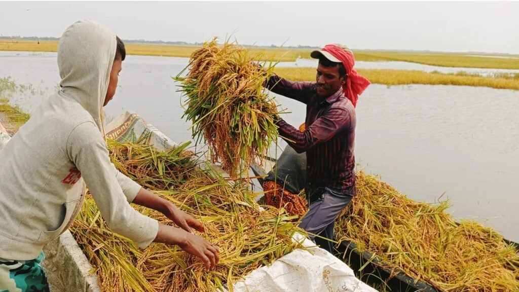 হাওরের ফসল রক্ষায় সরকারের বড় উদ্যোগ