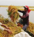 হাওরের ফসল রক্ষায় সরকারের বড় উদ্যোগ