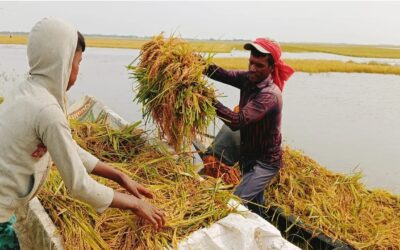 হাওরের ফসল রক্ষায় সরকারের বড় উদ্যোগ