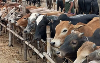 রাজধানীর পশুর হাটের বেশিরভাগেরই ইজারাদার বিএনপি-জামায়াতপন্থি