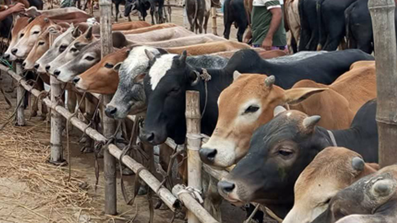 রাজধানীর পশুর হাটের বেশিরভাগেরই ইজারাদার বিএনপি-জামায়াতপন্থি
