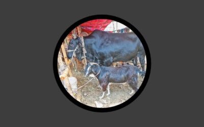 ঢাকায় ২২ লাখের ‘কালা মানিক’, সঙ্গে খাসি ‘ফ্রি’