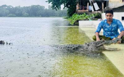 বাগেরহাটে মাজারের দিঘি থেকে সরিয়ে নেওয়া হলো কুমির