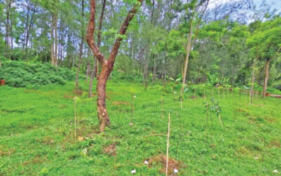 চট্টগ্রাম শহরে বন কতটুকু জানে না বন বিভাগ