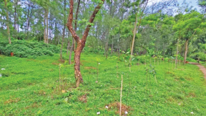 চট্টগ্রাম শহরে বন কতটুকু জানে না বন বিভাগ