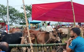 অবিক্রীত ৩১ লাখ কোরবানিযোগ্য পশু খামারিদের ‘মড়ার ওপর খাঁড়ার ঘা’