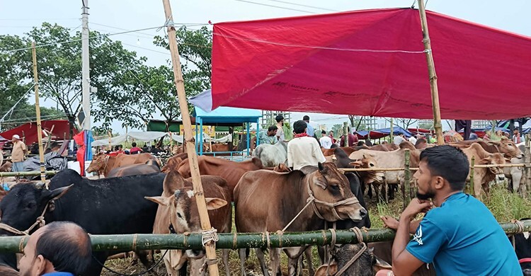 অবিক্রীত ৩১ লাখ কোরবানিযোগ্য পশু খামারিদের ‘মড়ার ওপর খাঁড়ার ঘা’