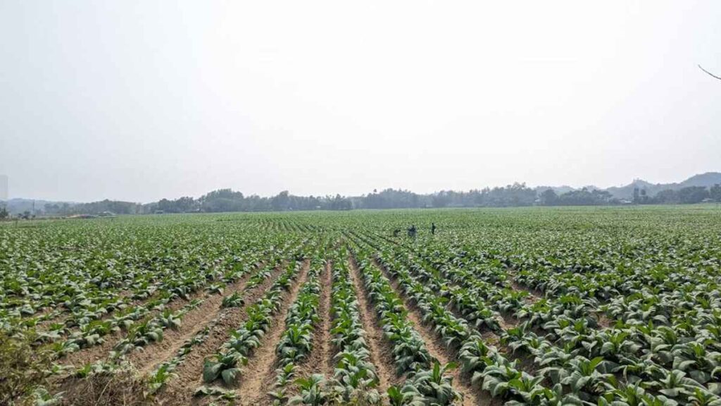 চট্টগ্রাম-কক্সবাজারে বাড়ছে তামাক চাষ, গ্রাস করছে খাদ্যশস্যের জমি