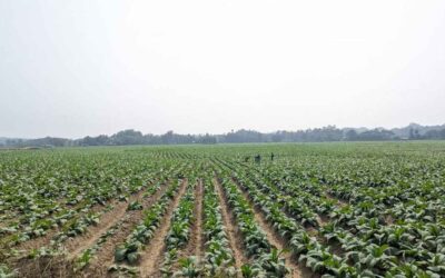 চট্টগ্রাম-কক্সবাজারে বাড়ছে তামাক চাষ, গ্রাস করছে খাদ্যশস্যের জমি