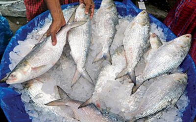 বরিশাল বিভাগে কমেছে ইলিশের উৎপাদন
