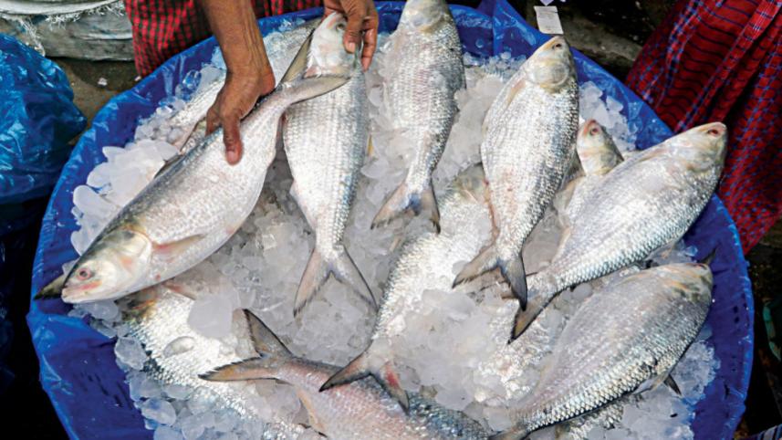 বরিশাল বিভাগে কমেছে ইলিশের উৎপাদন