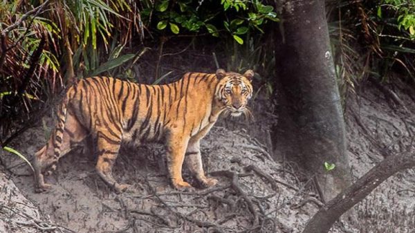 দুই দশকে সুন্দরবনে ৬২ বাঘের মৃত্যু,নিরাপত্তা নিশ্চিতে বন বিভাগের উদ্যোগ