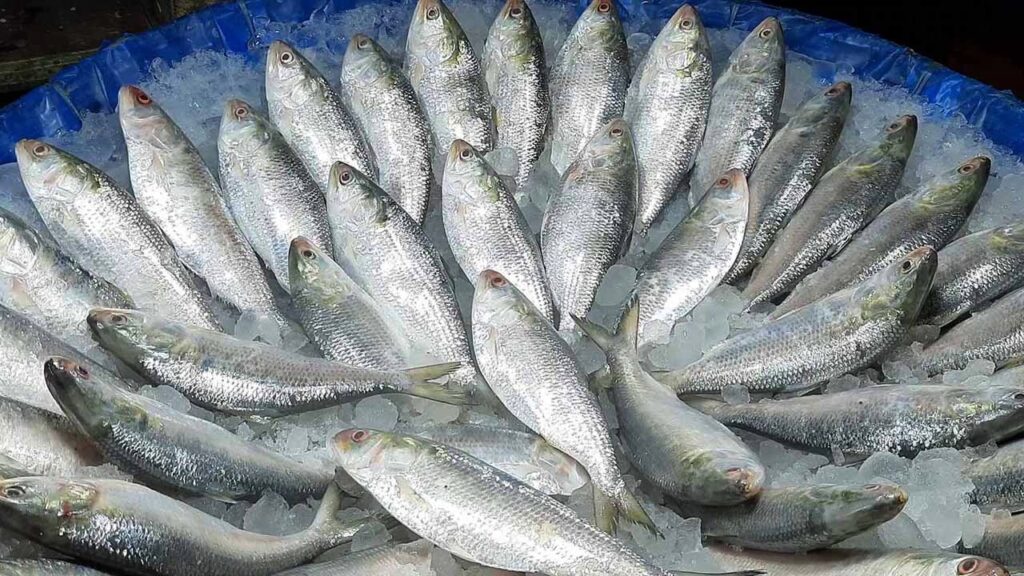 ১ হাজার থেকে ২৮০০ টাকা কেজি, সাধারণের নাগালের বাইরে ইলিশ