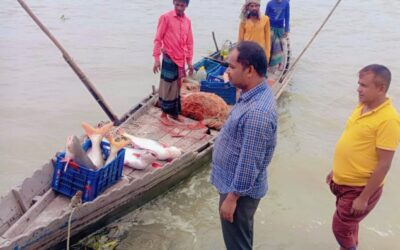 ইলিশের জালে ধরা পড়ছে বড় বড় পাঙাশ, দামও কম