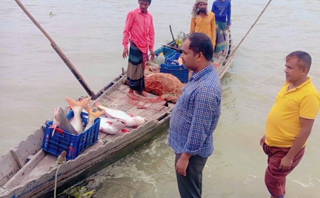 ইলিশের জালে ধরা পড়ছে বড় বড় পাঙাশ, দামও কম