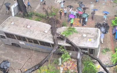 জবির বাসে ভেঙে পড়ল গাছ