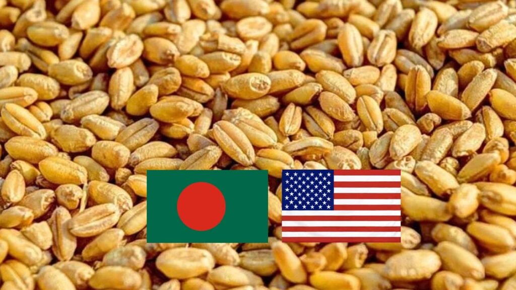 বেশি দামে যুক্তরাষ্ট্র থেকে গম কিনবে সরকার