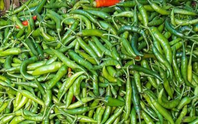 রংপুরে কাঁচামরিচের কেজি ২০০ টাকা