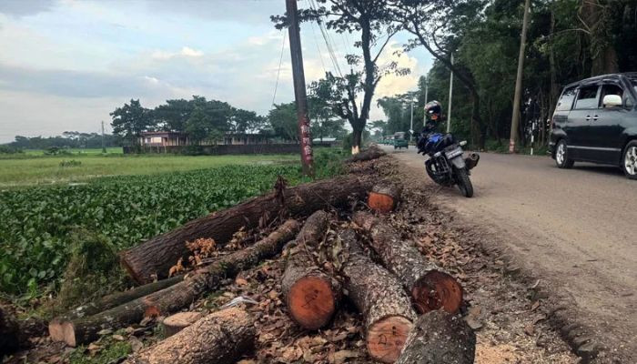 সুনামগঞ্জে সড়ক প্রস্তুতের কথা বলে গাছ কাটছে বনবিভাগ, তথ্য নেই সড়ক বিভাগের