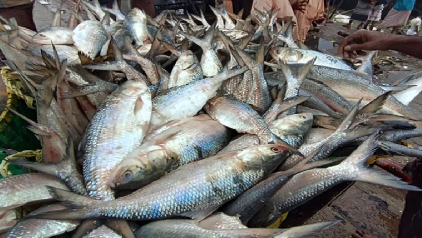 কুয়াকাটায় এক ট্রলারে ৪৬ মণ ইলিশধরা পড়েছে, বিক্রি সাড়ে ৪৮ লাখ
