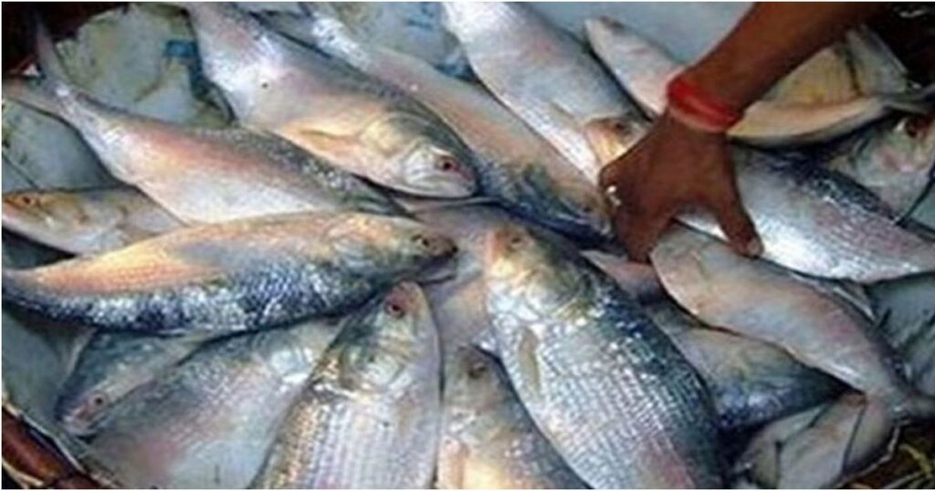 ইলিশের দাম চড়া, এক কেজির দামে পাওয়া যাচ্ছে তিন মণ আলু