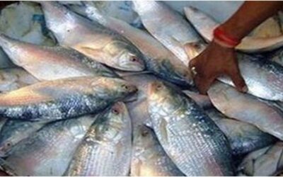 ইলিশের দাম চড়া, এক কেজির দামে পাওয়া যাচ্ছে তিন মণ আলু