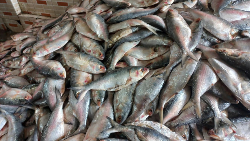 ব্যবসায়ীদের চাপে গুজরাটের ইলিশ আমদানি, মন্ত্রণালয় জানত না