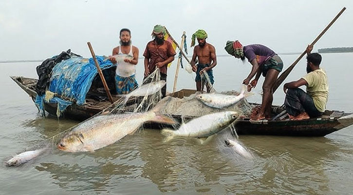 মা ইলিশ রক্ষায় শুরু হয়েছে ২২ দিনের নিষেধাজ্ঞা