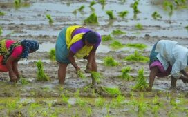 দেশের কৃষি খাতে ১৪ হাজার কোটি টাকার প্রকল্পের প্রস্তুতি
