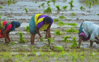 দেশের কৃষি খাতে ১৪ হাজার কোটি টাকার প্রকল্পের প্রস্তুতি