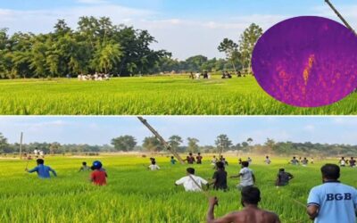লালমনিরহাটে বাঘের আক্রমণে তিনজন আহত, উদ্ধার কার্যক্রমে বিজিবি ও বন বিভাগ